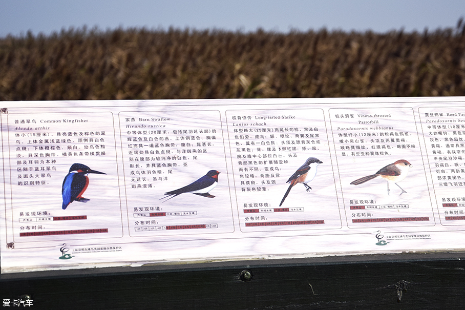 凯美瑞双擎;凯美瑞双擎探城记;崇明岛